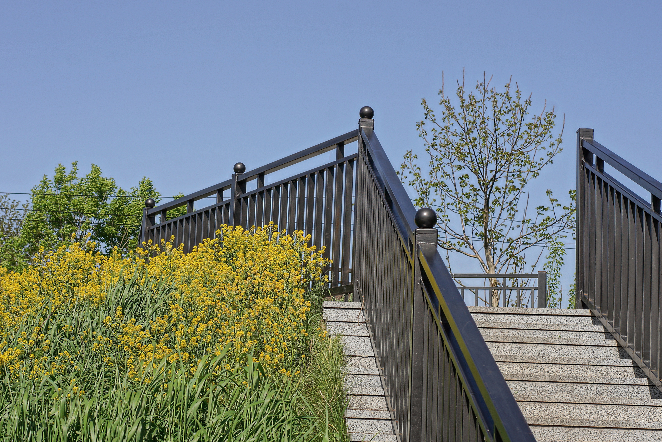 part of a staircase with concrete steps and black iron handrails outdoors in green grass and yellow flowers